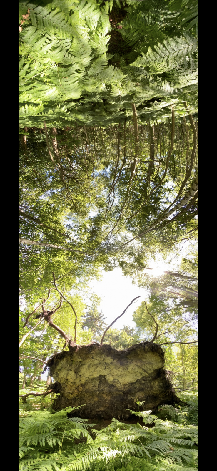 IMG_7181.png