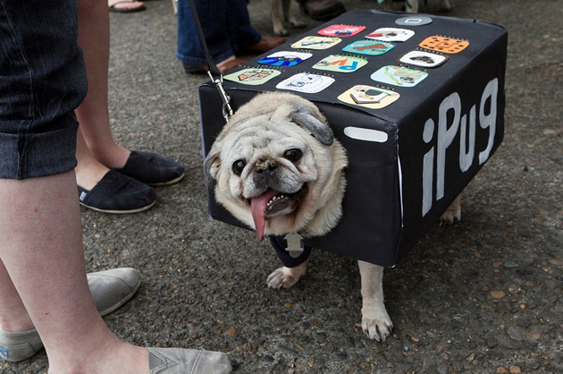 iPug.jpg