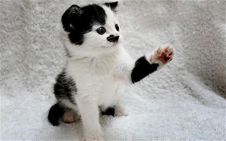 Kitler_1959295c.jpg