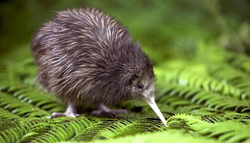 kiwi-spirit-animal-totem-symbolism-and-meaning.jpg