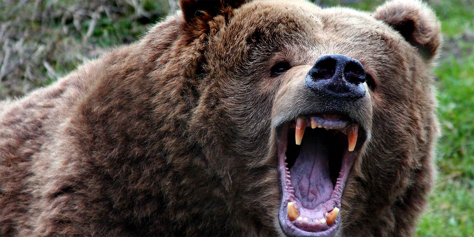 Kodiak-bear-2-3008517249.jpg