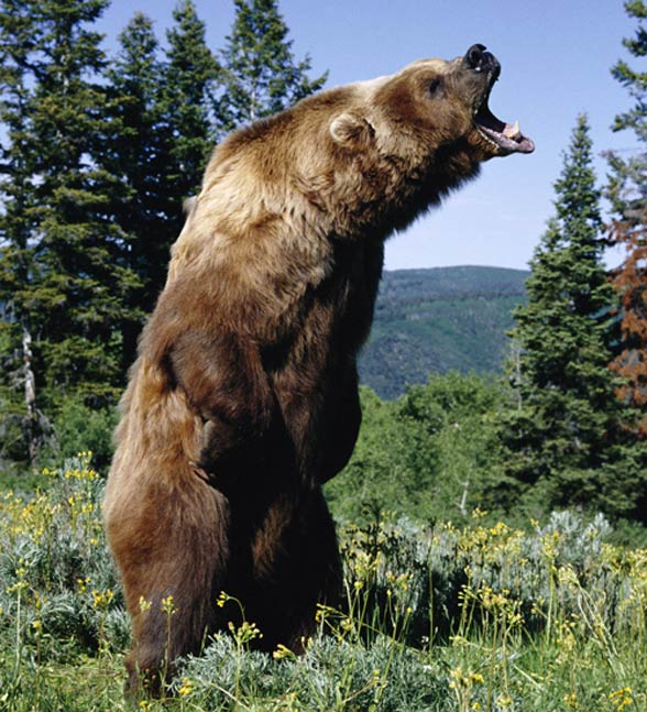Kodiak-bear-7-353982726.jpg