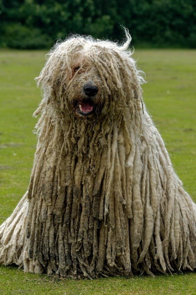 Komondor.jpg