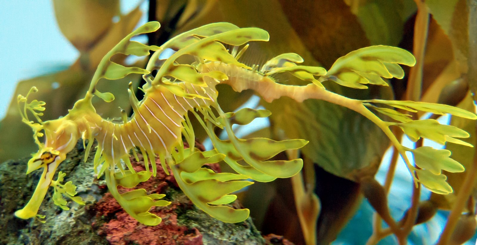 Leafy_Seadragon_Phycodurus_eques_2500px_PLW_edit.jpg