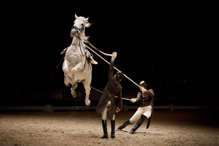 Lipizzaner.png