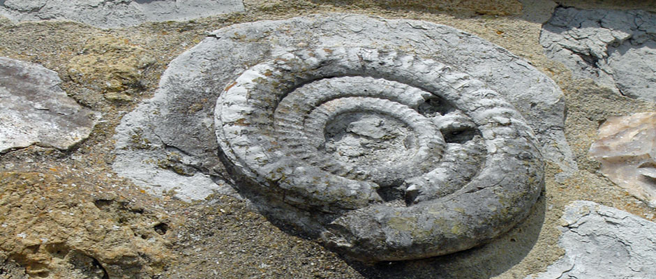 Lyme-Regis-Dorset-Fossilised-Shell.jpg