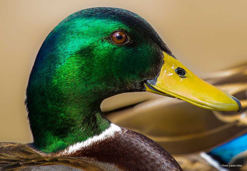 Mallard Drake Close Up.jpg