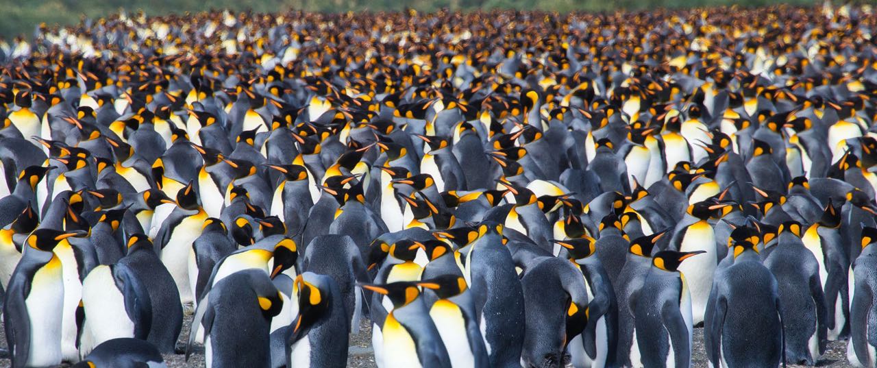 Mass penguins.jpg