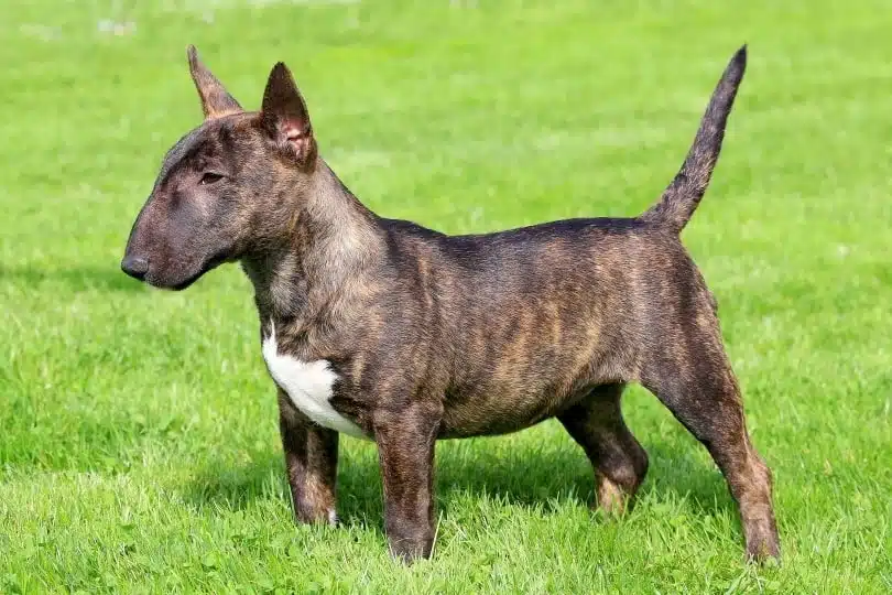 Miniature-bull-terrier.png