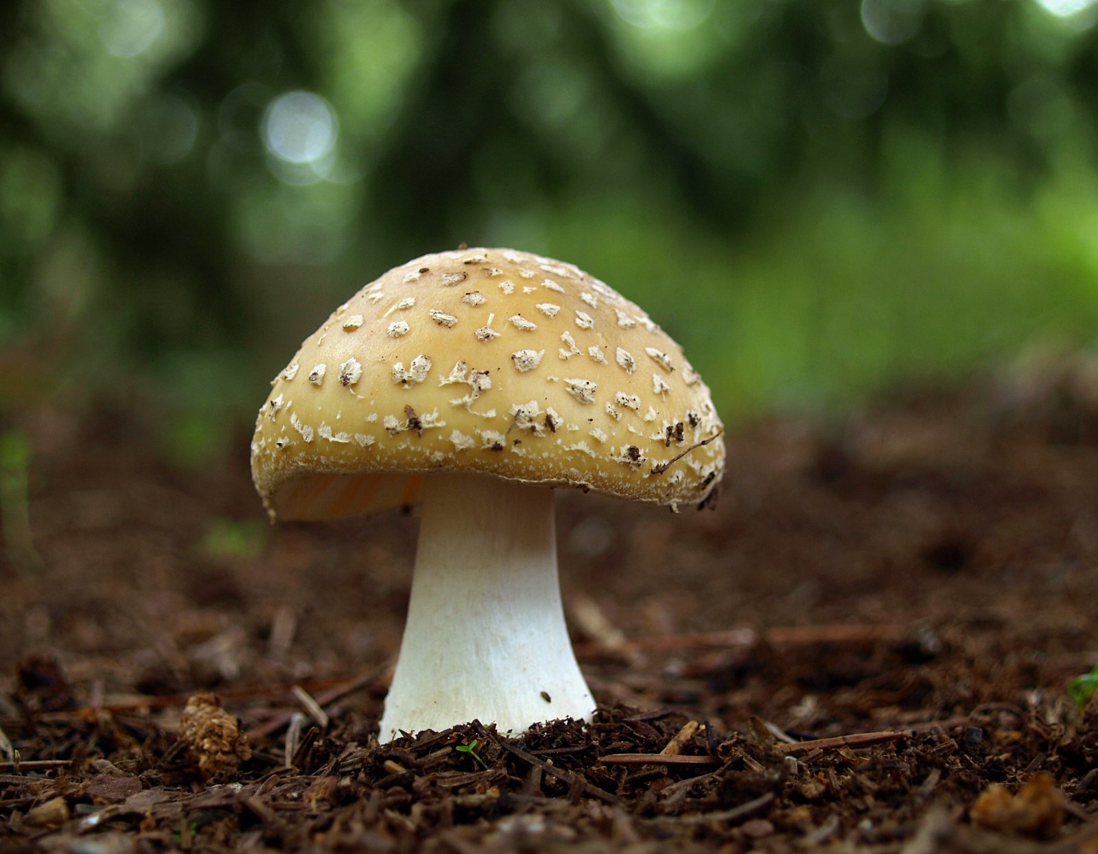 Mushroom_Madness_8_by_Dracoart_Stock.jpg