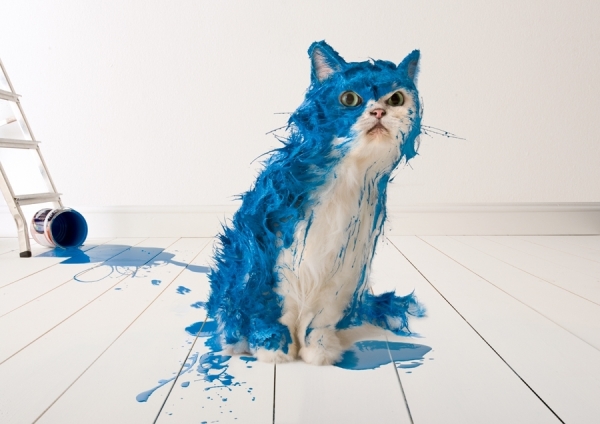 one_eyeland_blue_paint_cat_by_colin_thomas_39702.jpg