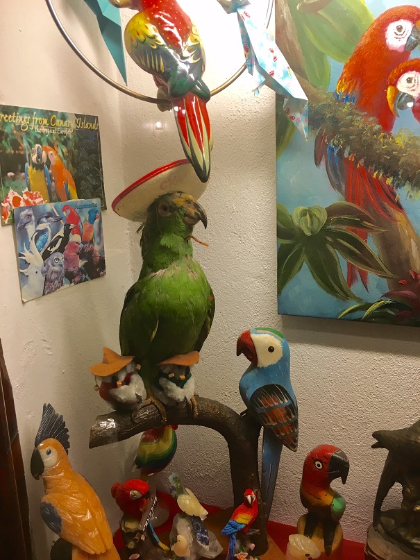 parrot.jpg