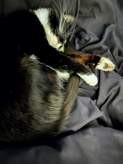 paws 01.19.22.JPG
