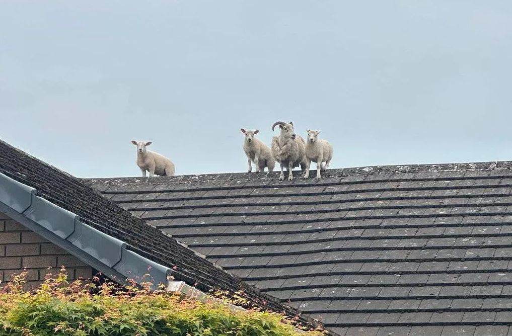 Penrith sheep.PNG