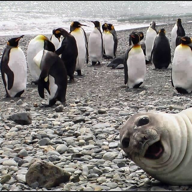 Photo-bombing.jpg