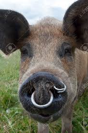 Pig snout.jpg