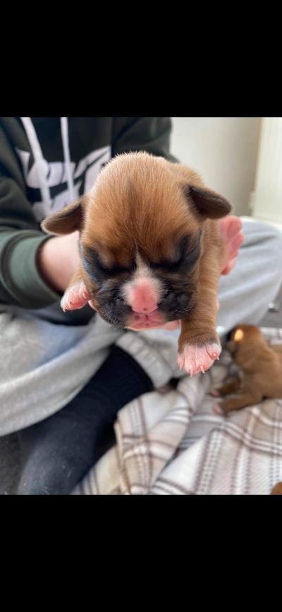 pup.jpg
