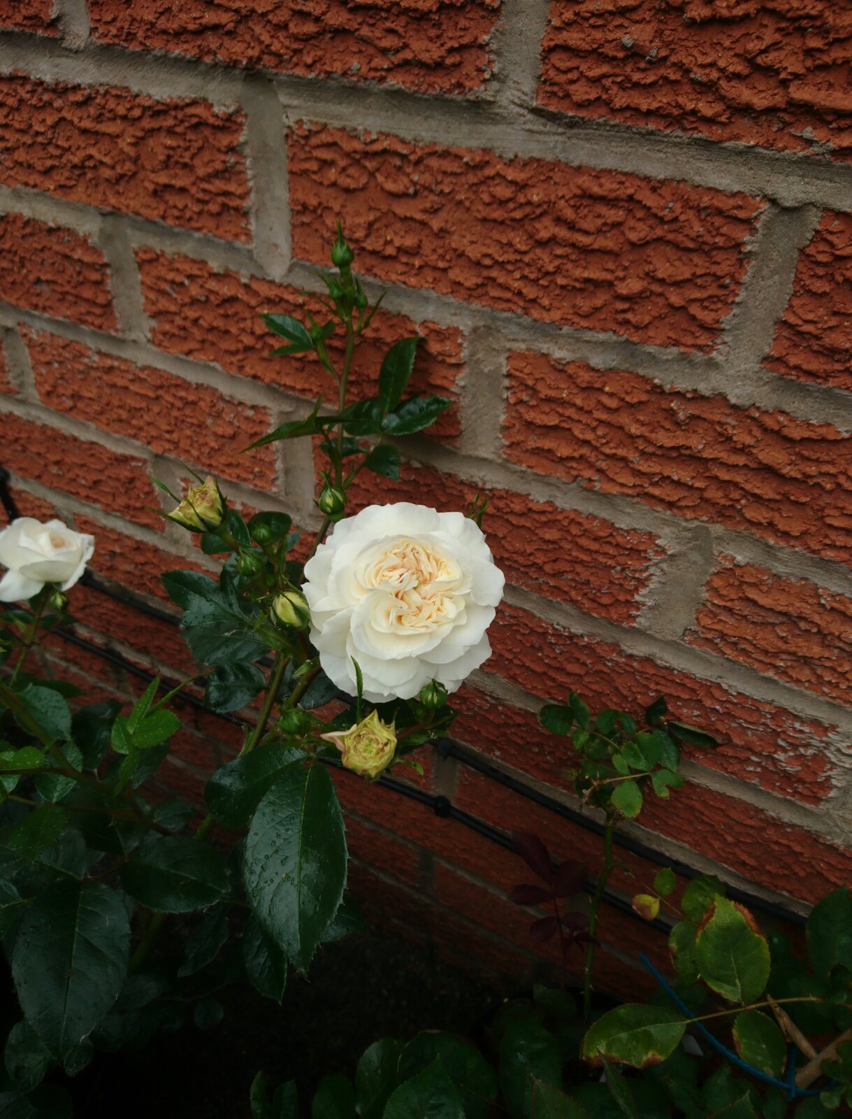 r5.jpg