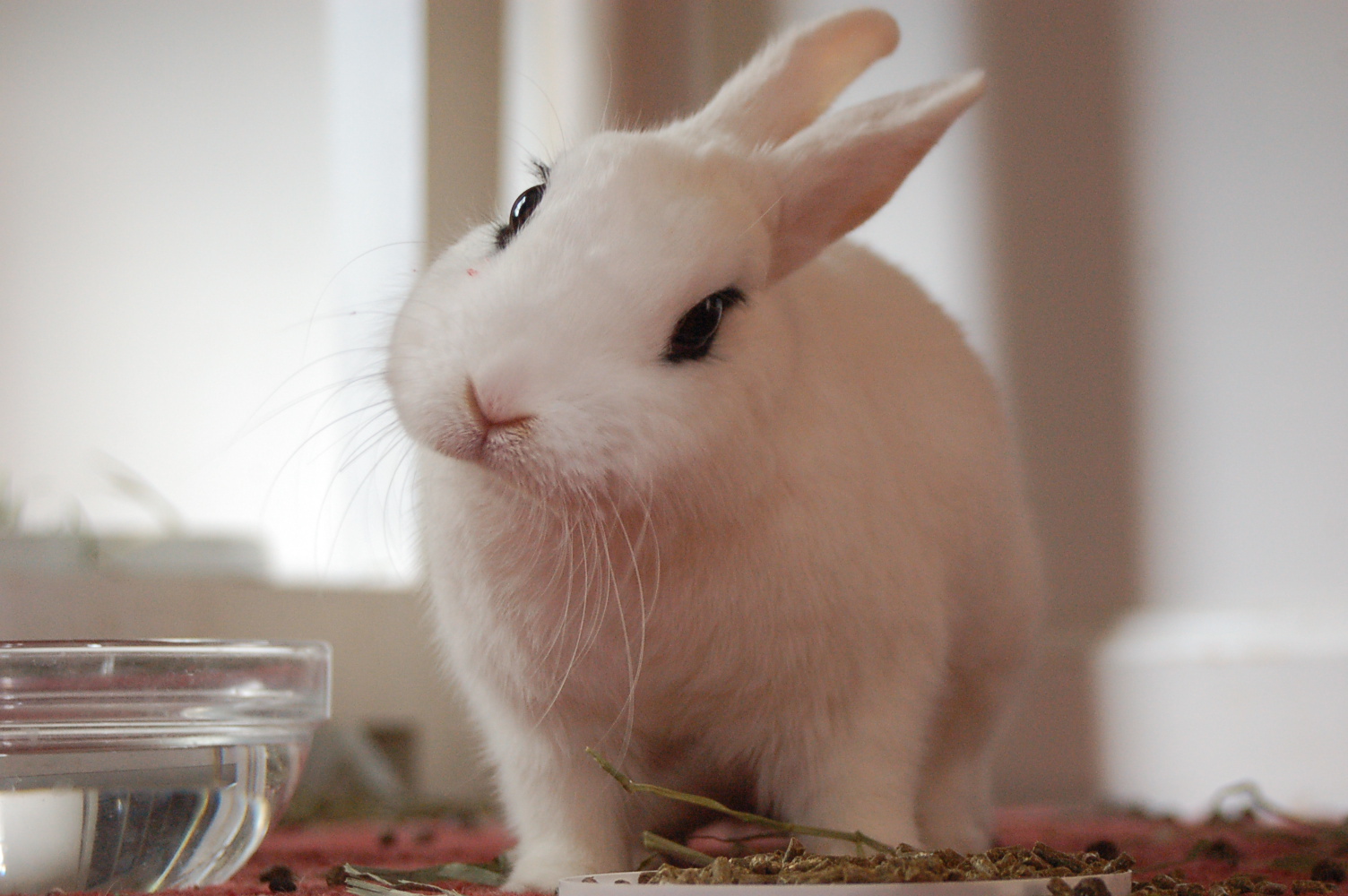rabbit.jpg