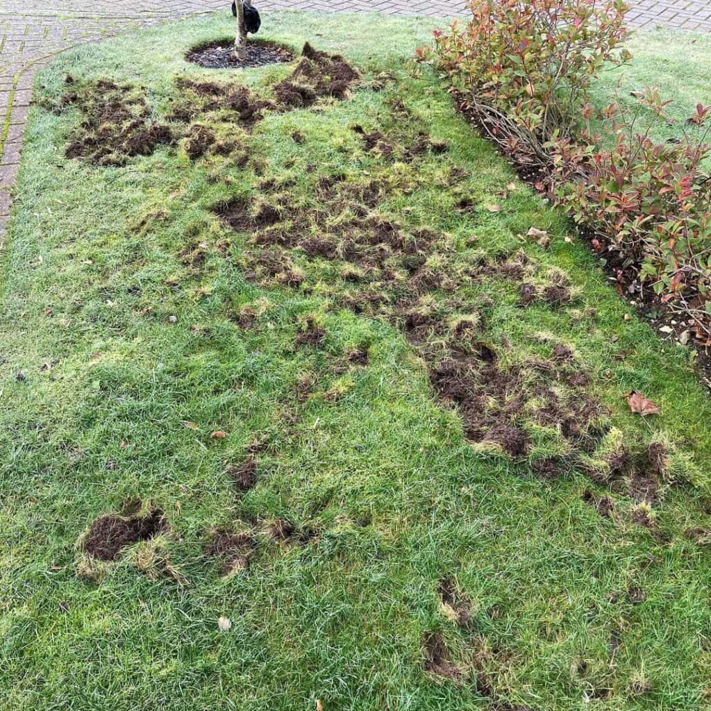 repairing-badger-lawn-damage-1024x1024.jpg