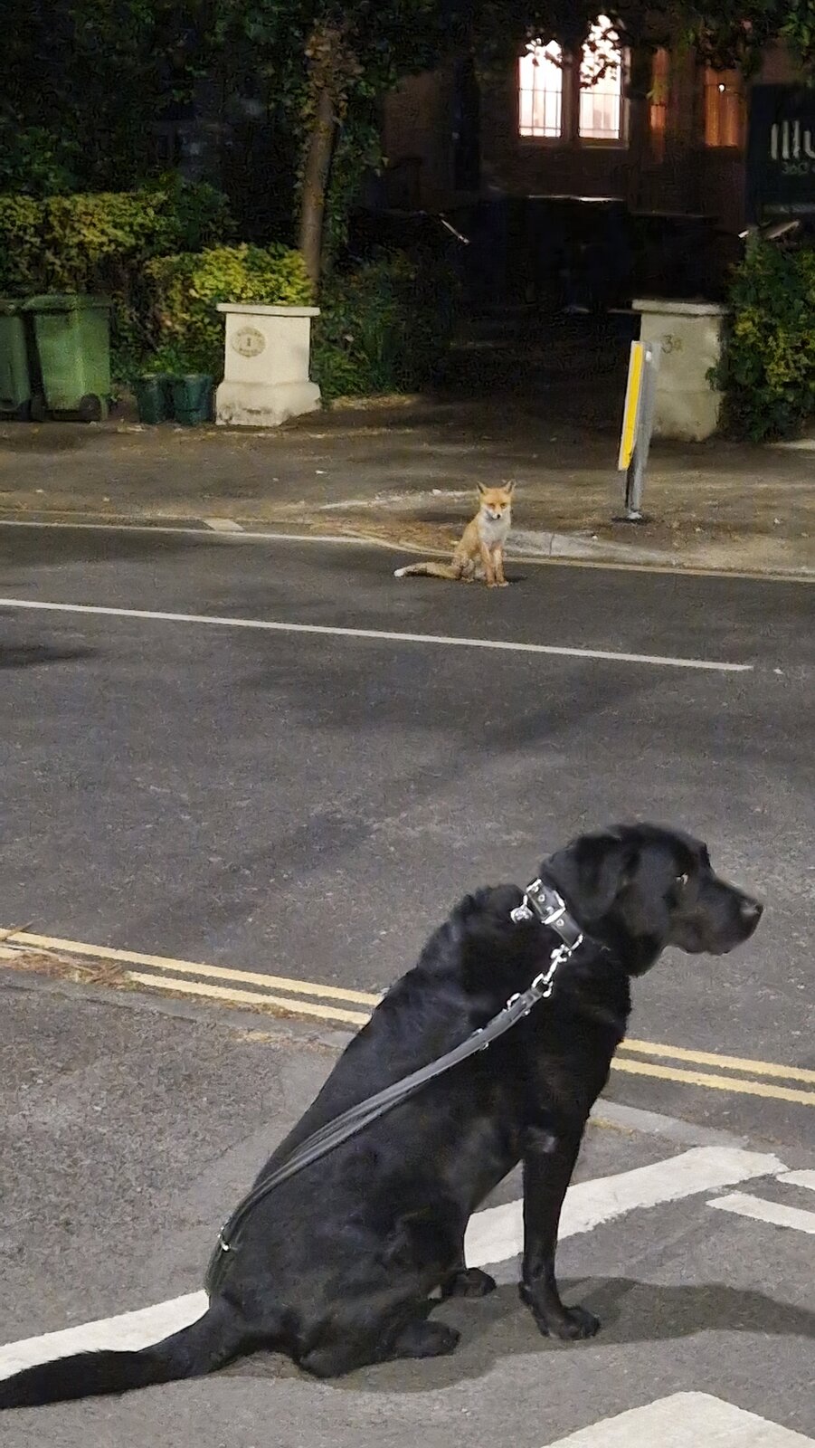 reuben-and-fox.jpg