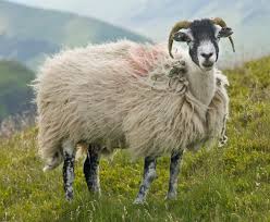 sheep.jpg