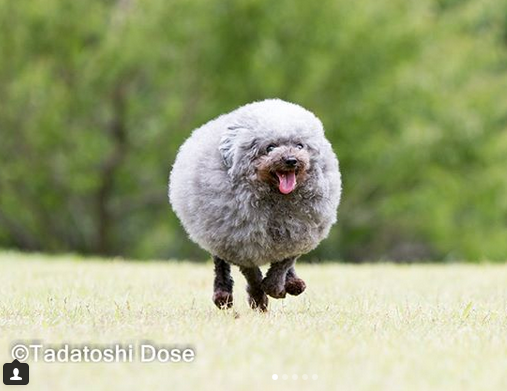 sheep-or-poodle3.png