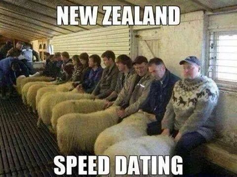 sheepnz2.jpg