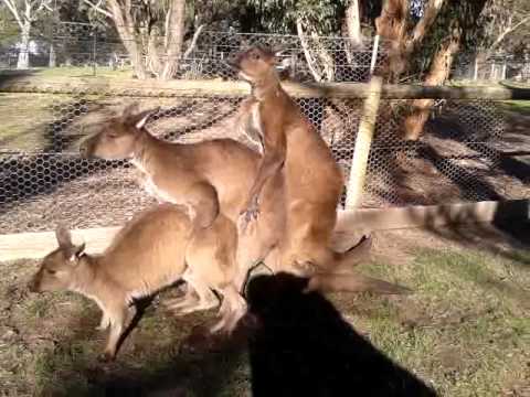 skippy threesome.jpg