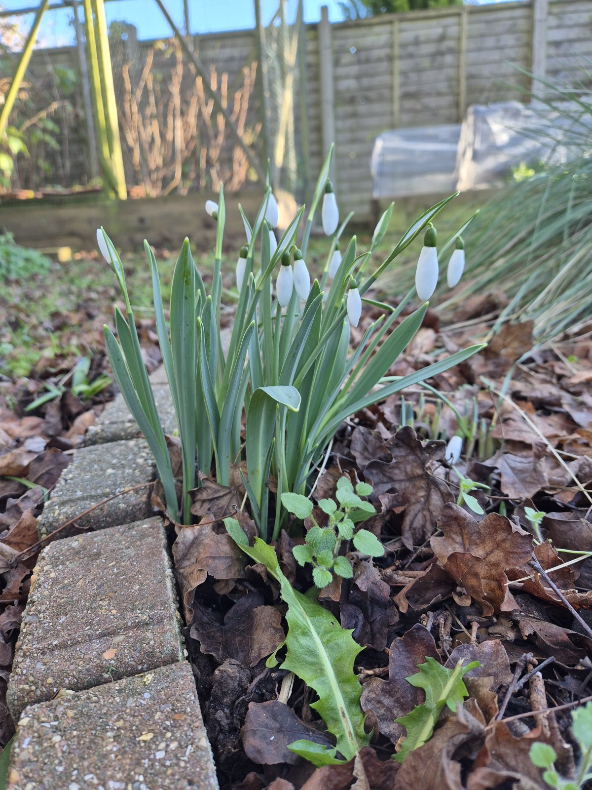 snowdrops jan 26 2.jpg