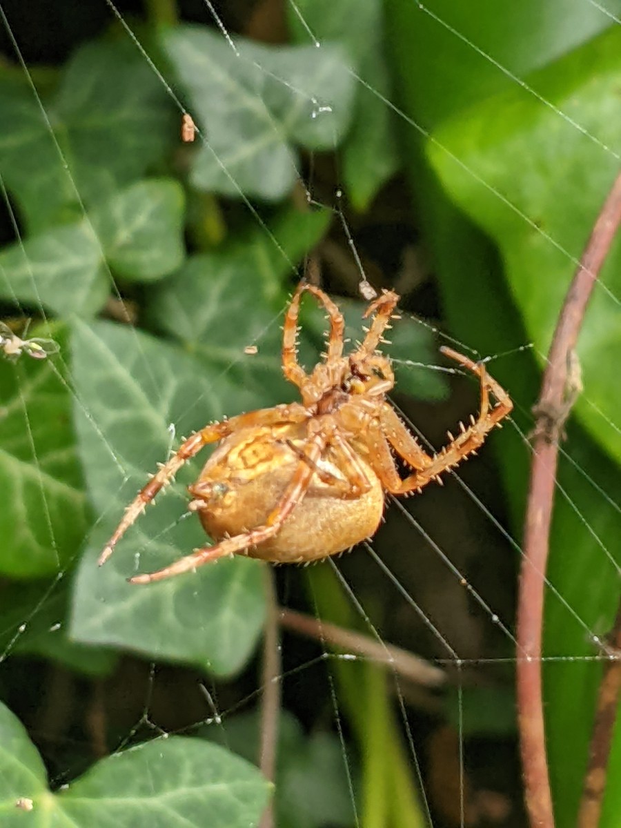 spider.jpg