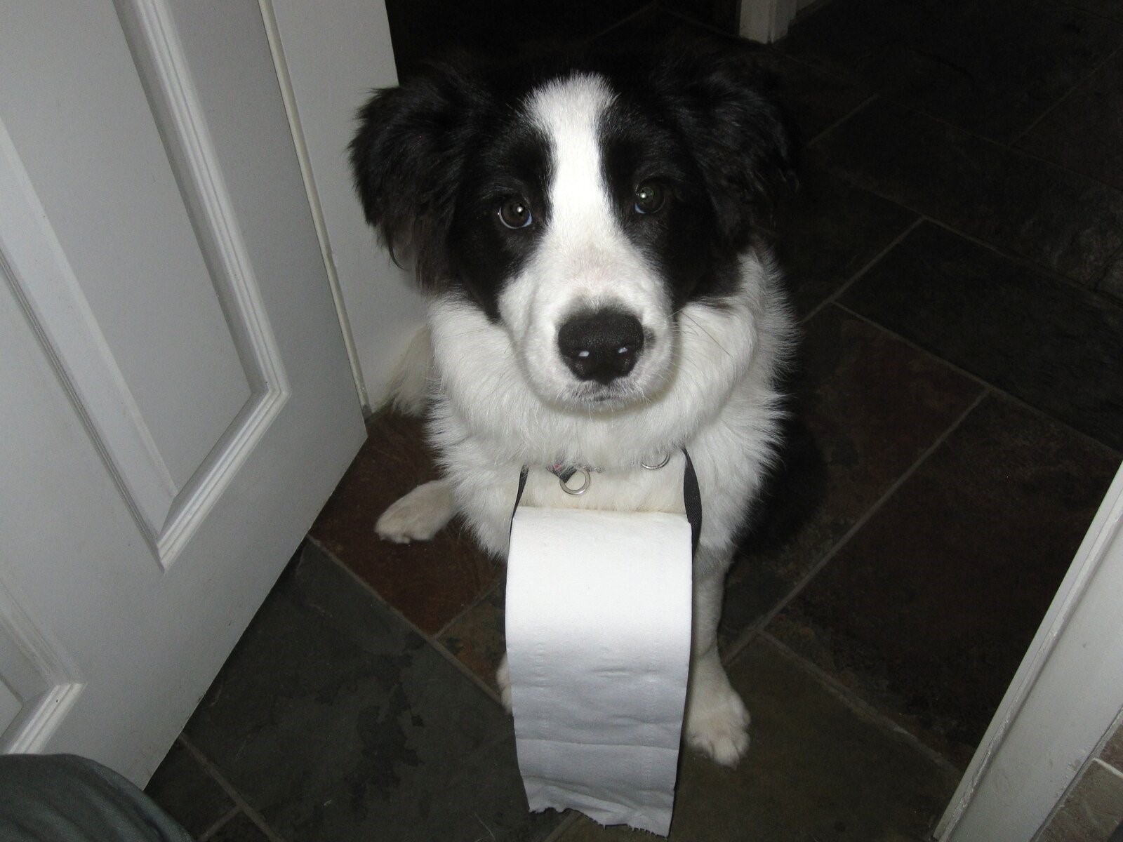 Toilet roll.JPG