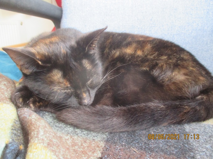 Torti.jpg