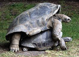 Tortoises.png