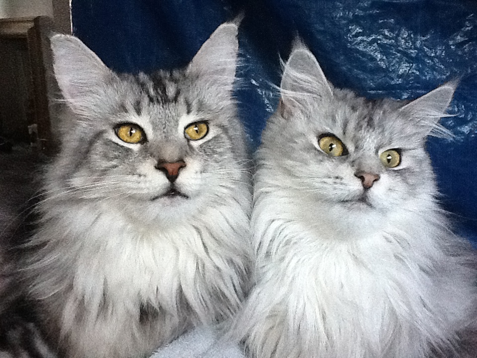 two headed kitty.JPG