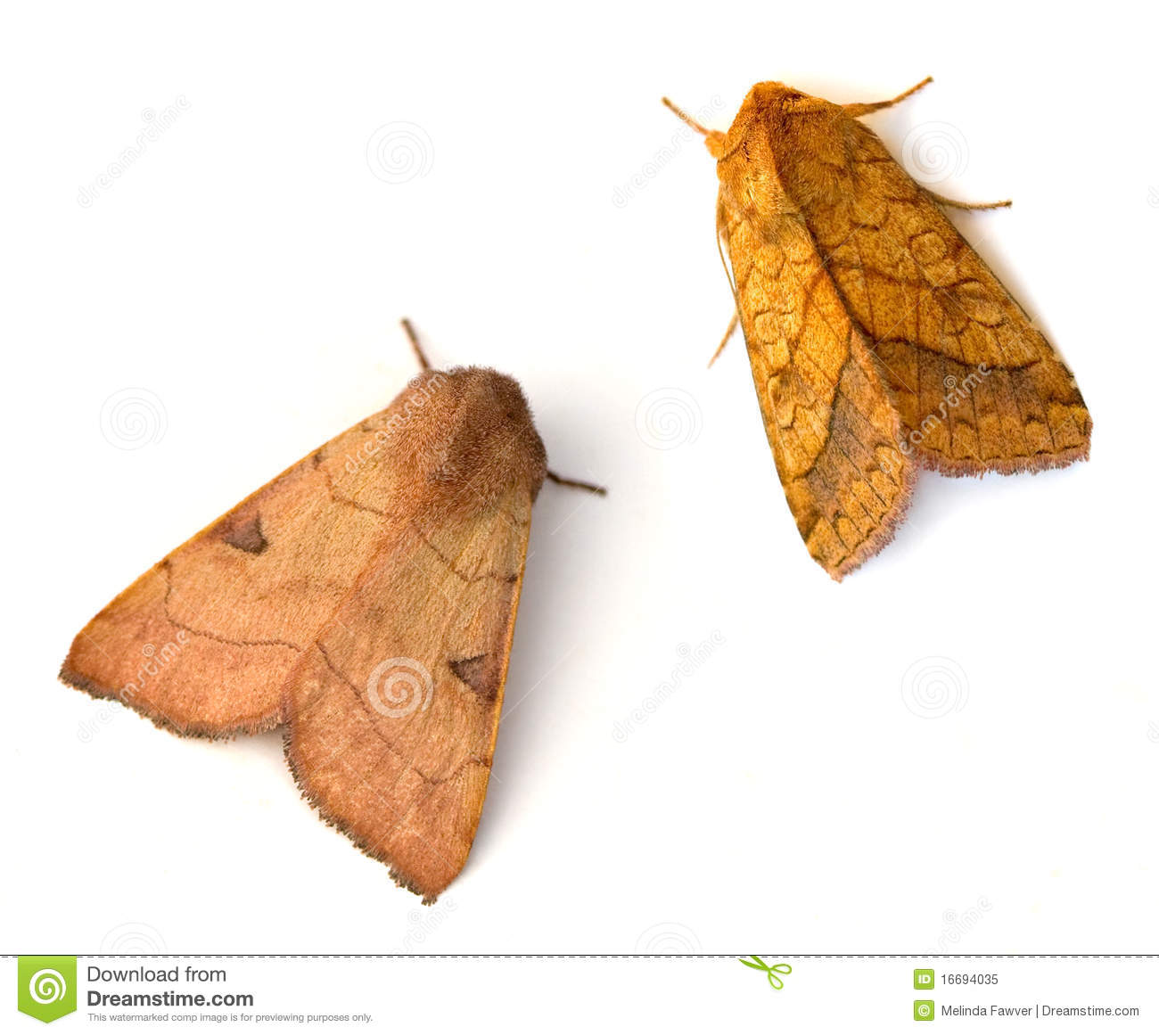 two-moths-16694035.jpg