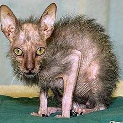 ugly-cat-2.jpg