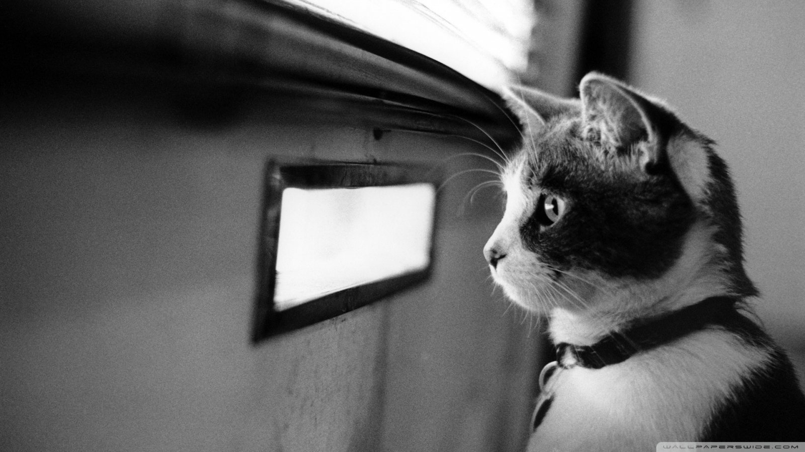 waiting_cat-wallpaper-1920x1080.jpg