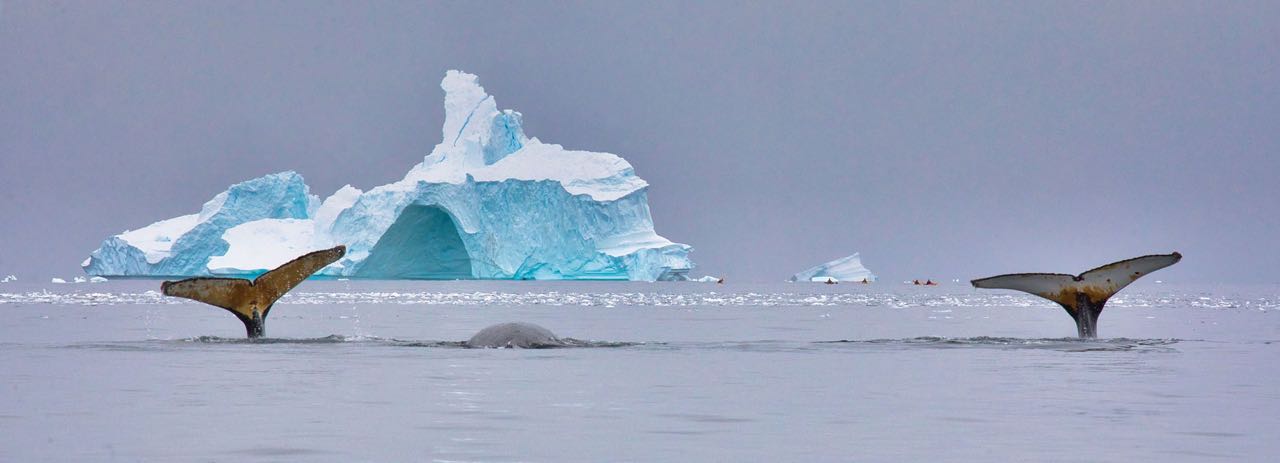 Whales and Iceberg.jpg