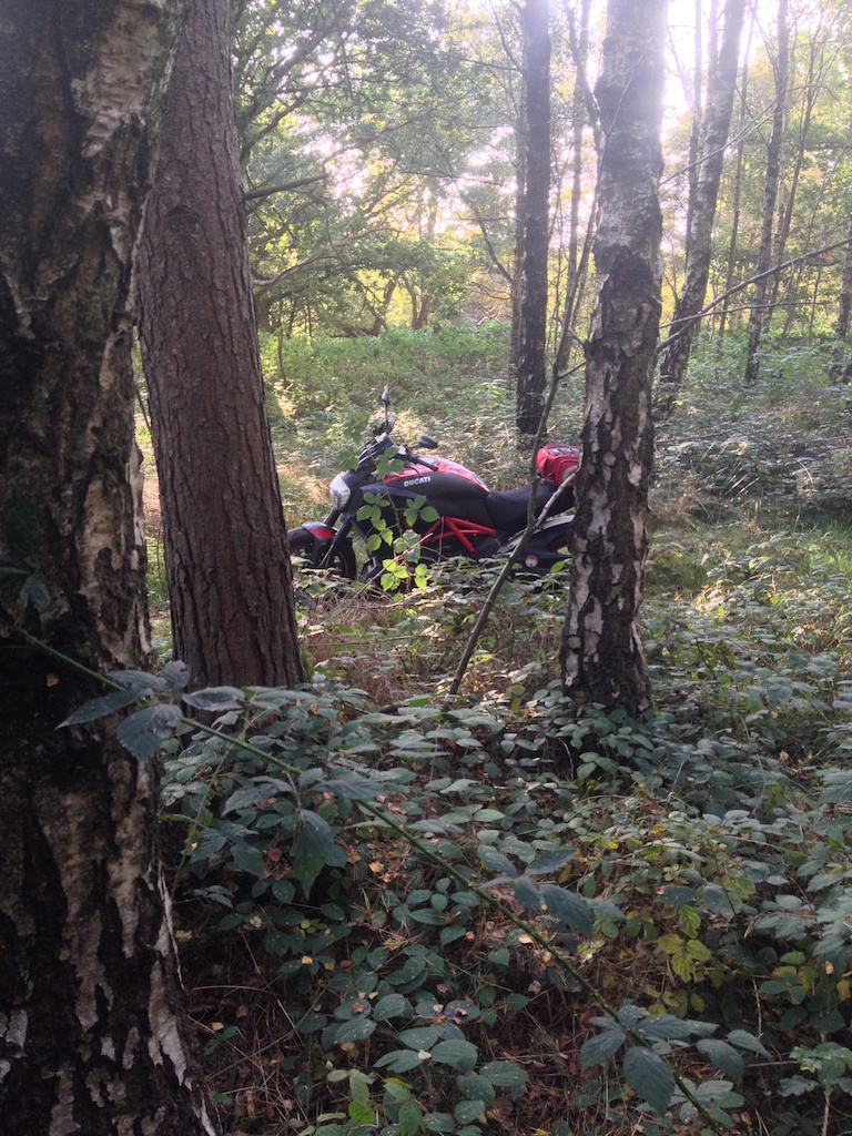 woods 1 003.jpg