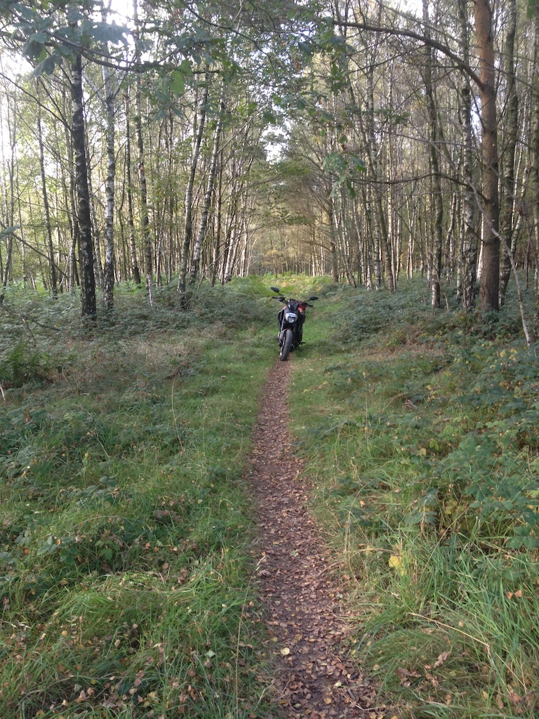 woods 3 005.jpg