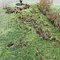 repairing-badger-lawn-damage-1024x1024.jpg