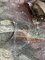 IMG_0437.jpeg