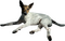 upload_2025-8-6_9-31-44.png