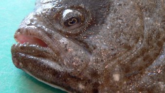 angry turbot
