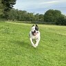 Big Joe