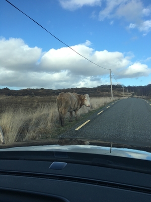 Fellow road user