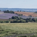 Beautiful fields near OYB zoom